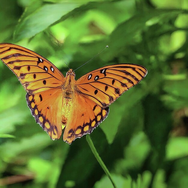 Un papillon sur une fleur.