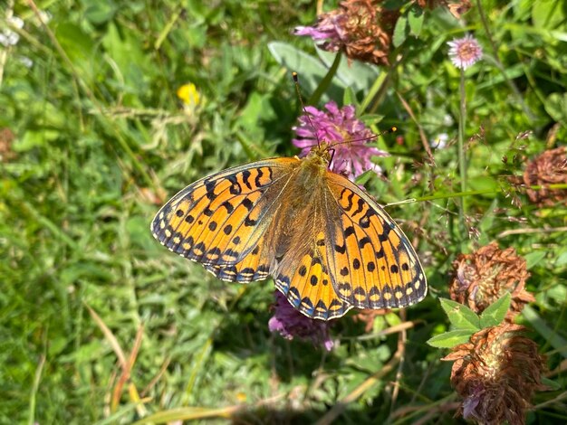 Photo le papillon en fleur