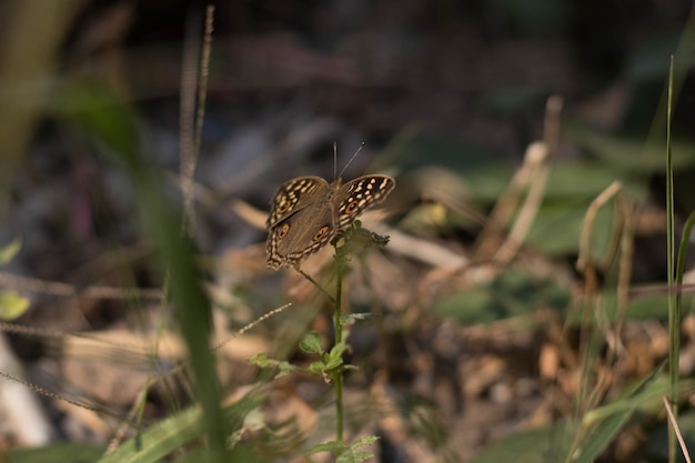 Photo le papillon en fleur