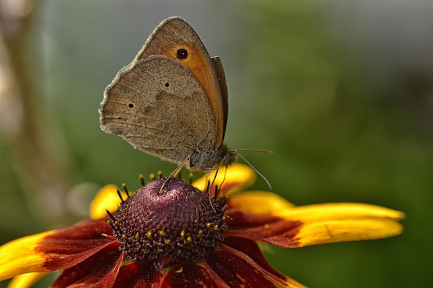 Photo un papillon sur une fleur