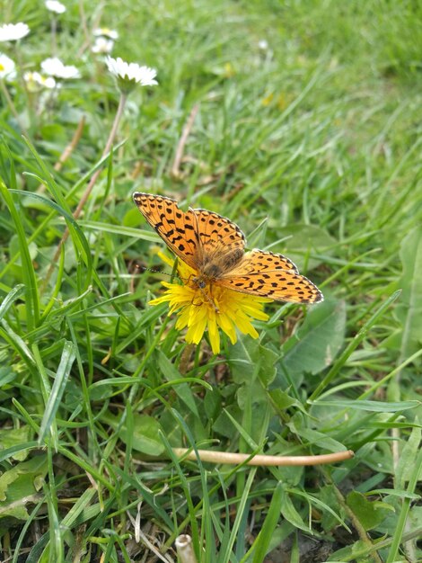 Photo le papillon en fleur