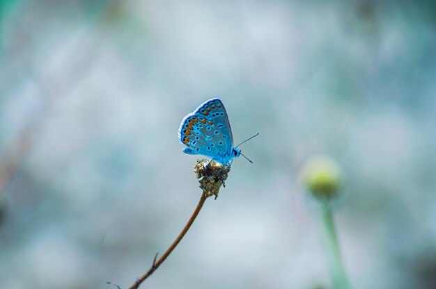 Photo le papillon en fleur