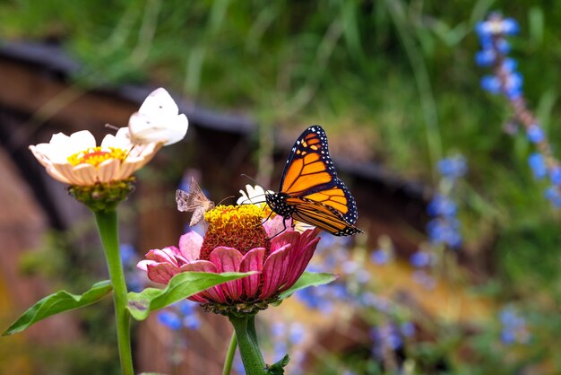 Le papillon en fleur