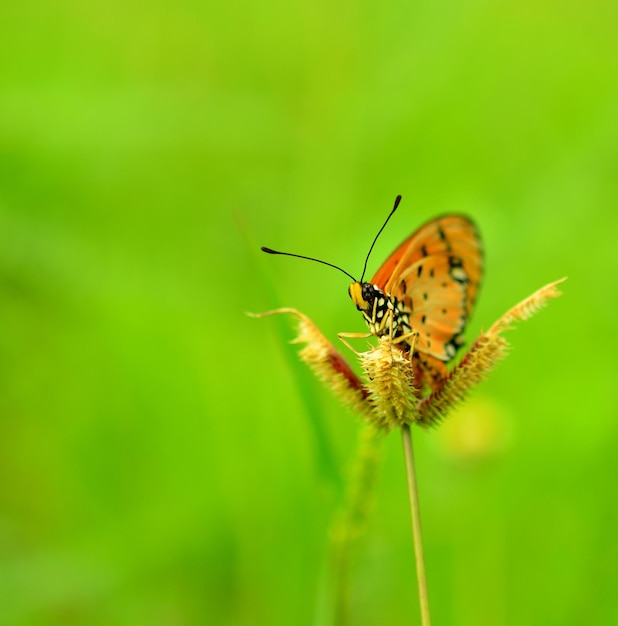 Un papillon sur une fleur.