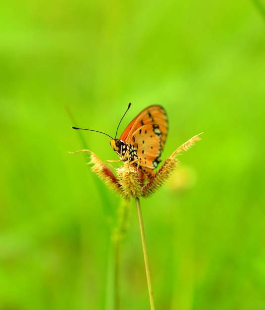 Un papillon sur une fleur.