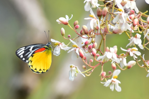 papillon sur une fleur