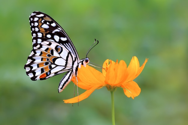 Papillon sur la fleur