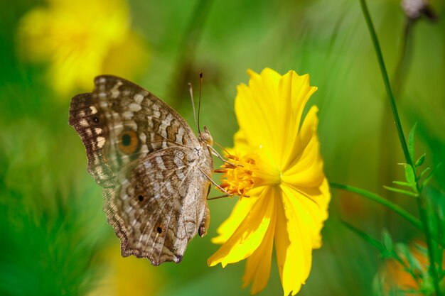 Papillon et fleur