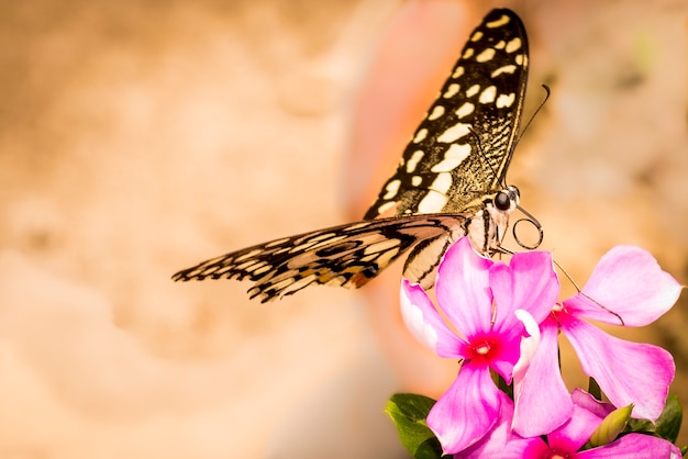 Papillon sur fleur