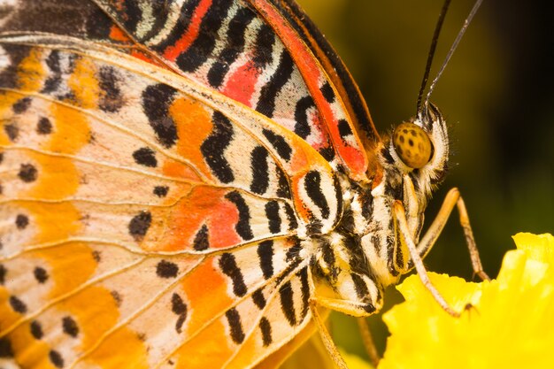 Papillon sur fleur