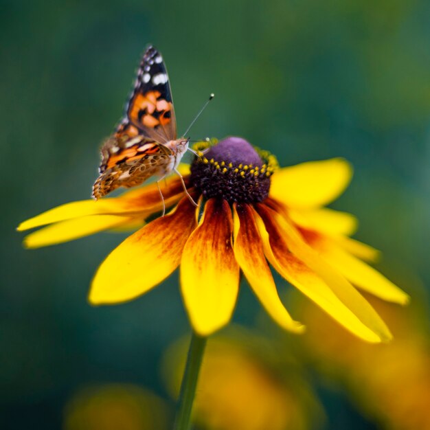 Papillon sur la fleur