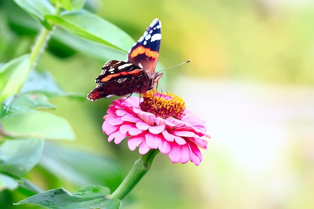 papillon sur une fleur