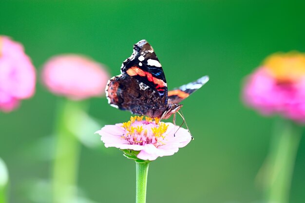 papillon sur une fleur