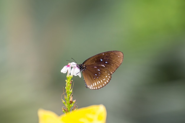 papillon sur fleur