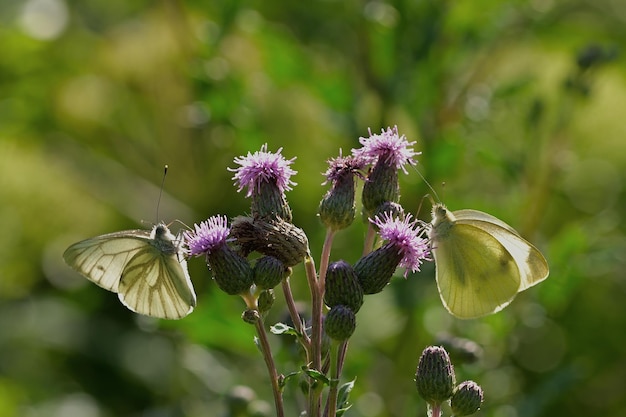 papillon sur une fleur