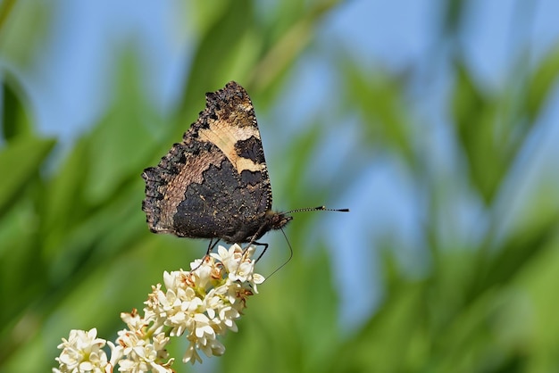 papillon sur une fleur