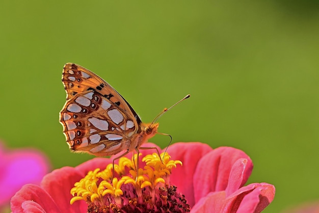 papillon sur une fleur