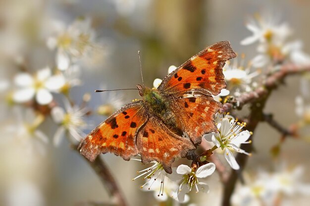 papillon sur une fleur