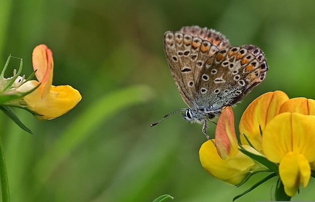 papillon sur une fleur