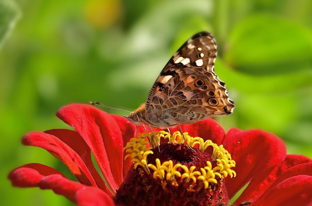 papillon sur une fleur