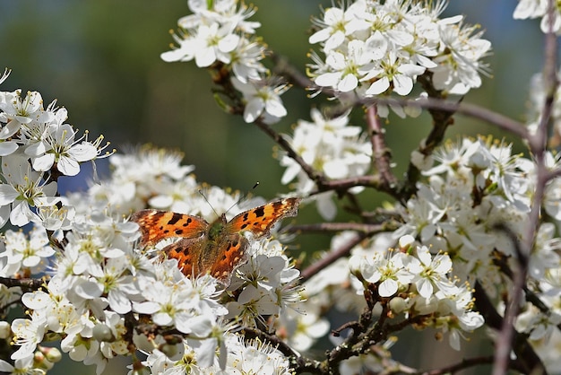 papillon sur une fleur