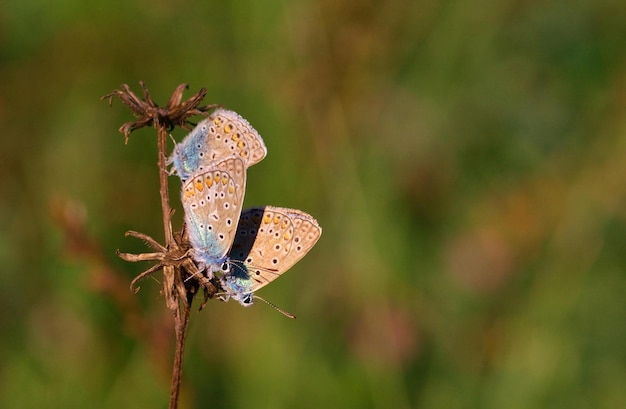 papillon sur une fleur