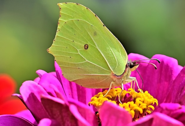 papillon sur une fleur