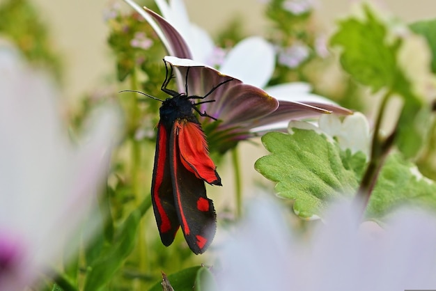 papillon sur une fleur