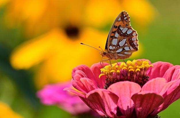 papillon sur une fleur