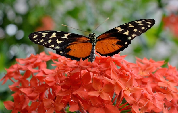 papillon sur une fleur