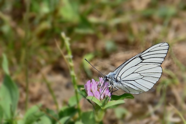 papillon sur une fleur