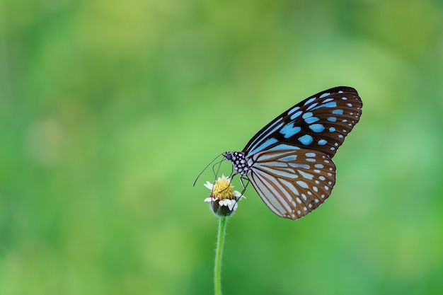 Papillon sur fleur