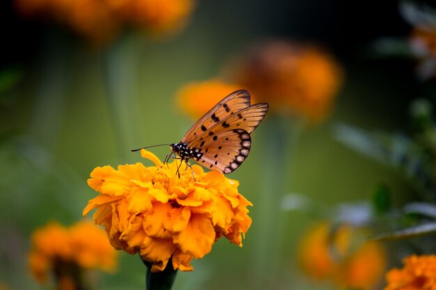 Papillon sur la fleur