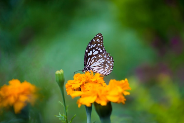Papillon sur la fleur