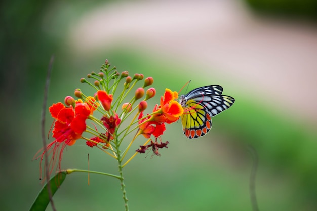 Photo papillon sur la fleur