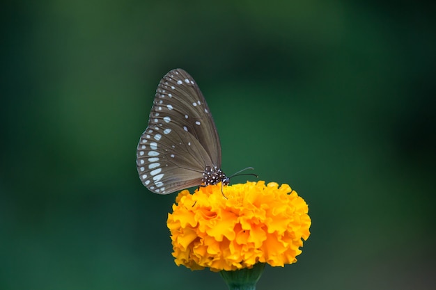 Papillon sur la fleur