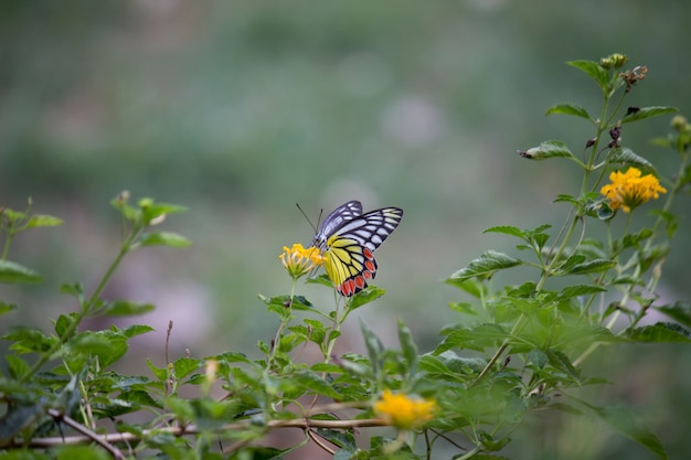 Papillon sur la fleur