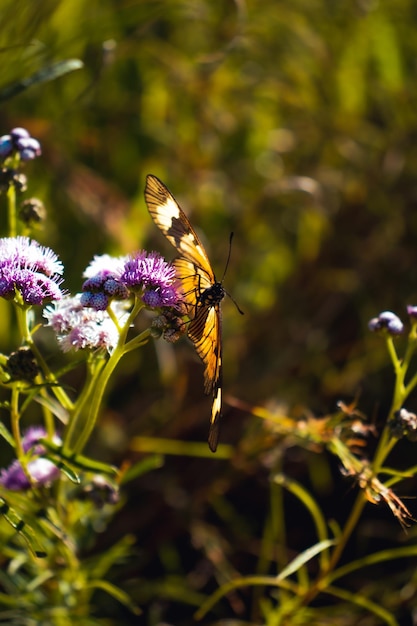 Un papillon sur une fleur