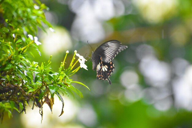 Un papillon sur une fleur