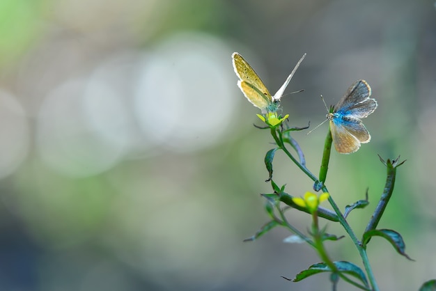 papillon sur les fleurs avec arrière-plan flou