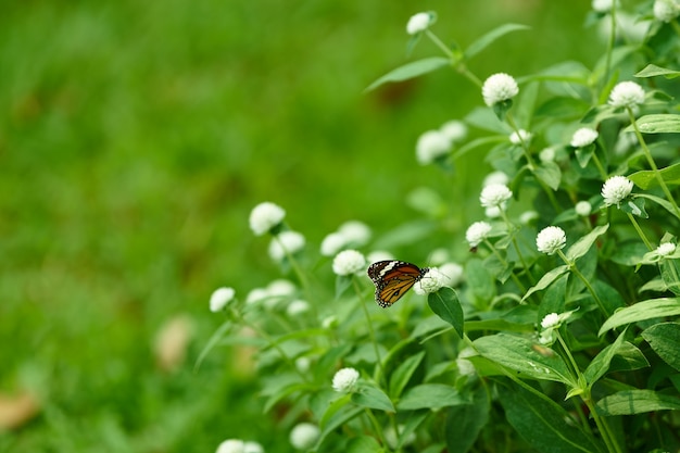 Papillon sur fleurs blanches avec thème vert