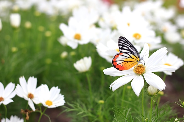 Papillon sur des fleurs de cosmos blanc