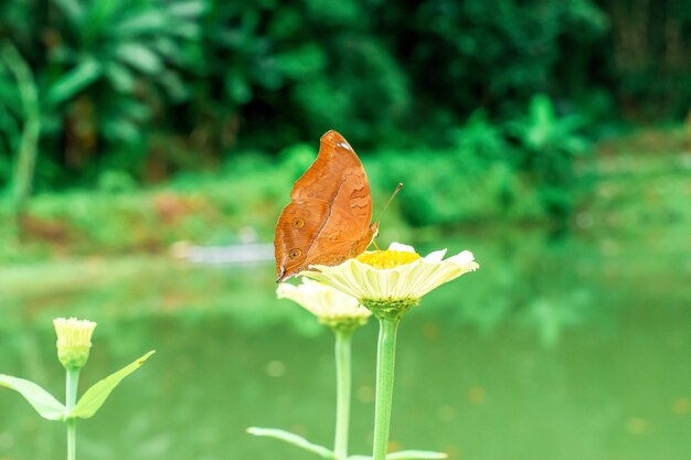 Le papillon et les fleurs d'été lumineuses