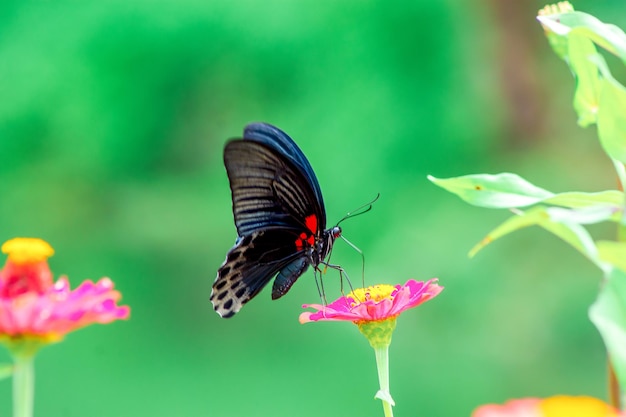 Le papillon et les fleurs d'été lumineuses