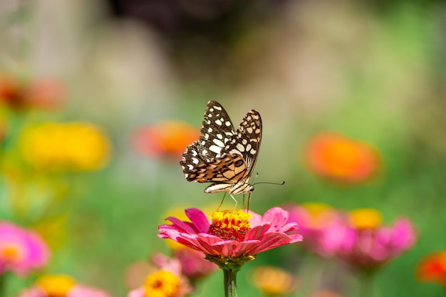 Le papillon et les fleurs d'été lumineuses