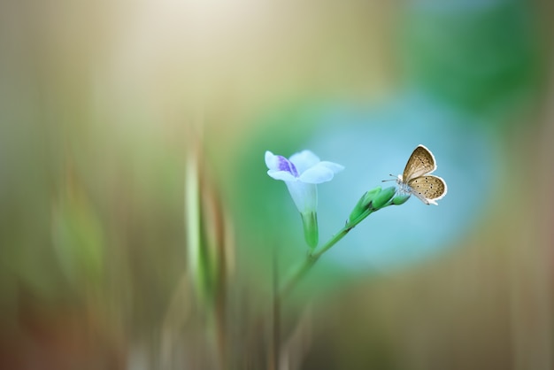 papillon sur les fleurs avec fond nature