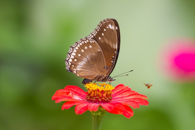 Papillon sur des fleurs en forêt