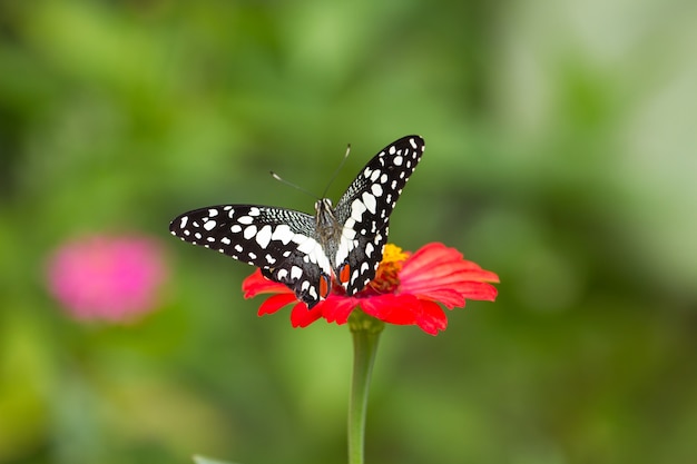 Papillon sur des fleurs en forêt