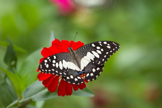 Papillon sur des fleurs en forêt