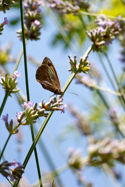 Papillon sur des fleurs de lavande